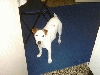 Jack Russel