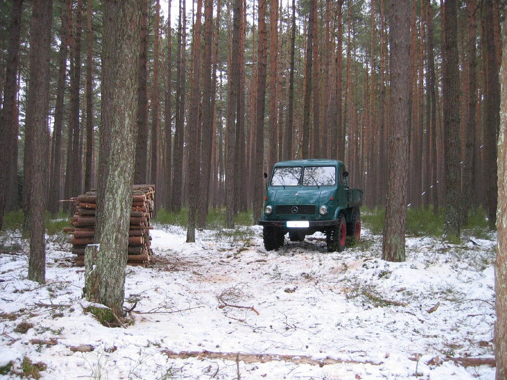 401 Froschauge im Wald