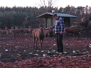 Ein Hirsch kommt selten allein