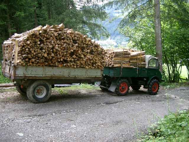 Von der Seite, noch im Wald