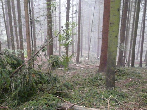 Was zurÃ¼ck bleibt ist ein weitgehend geschonter Waldboden.