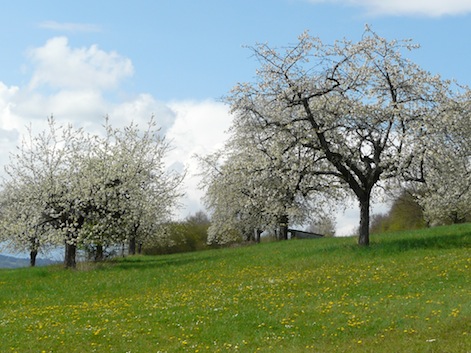 die KÃ¤schÃ¤blÃ¤i