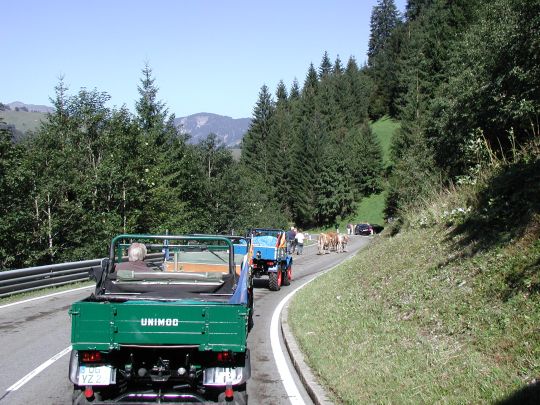 Almabtrieb nach dem Tunnel