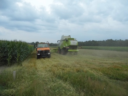 Gründüngersähen mit einen 6meter Striegel