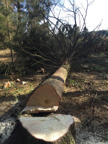 Sind auch große Fichten dabei, echt schade um die guten Bäume!