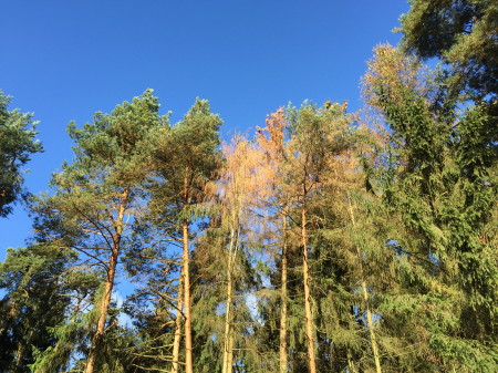 ca. 40 Bäume sehen so aus...