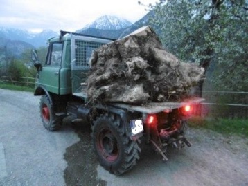 Eichenholzwurzelstock mit ca. 1,5 T