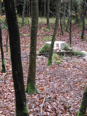 Huch, da fehlt ja ein Baum