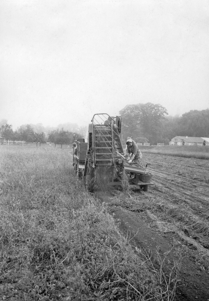 Unimog U30, Baureihe 411 bei der Kartoffelernte